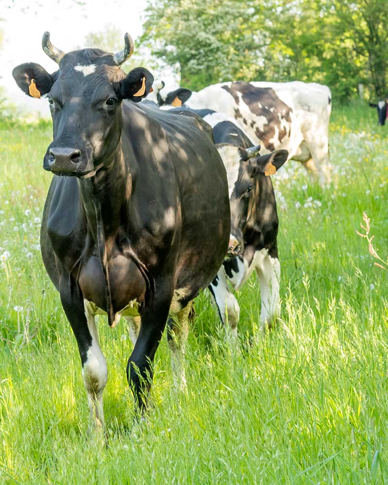 Philippe Jaunet, Bio Ribou Verdon, installé en 1996, en bio depuis 1998, vaches laitières, viande bovine, céréales meunières, légumes secs