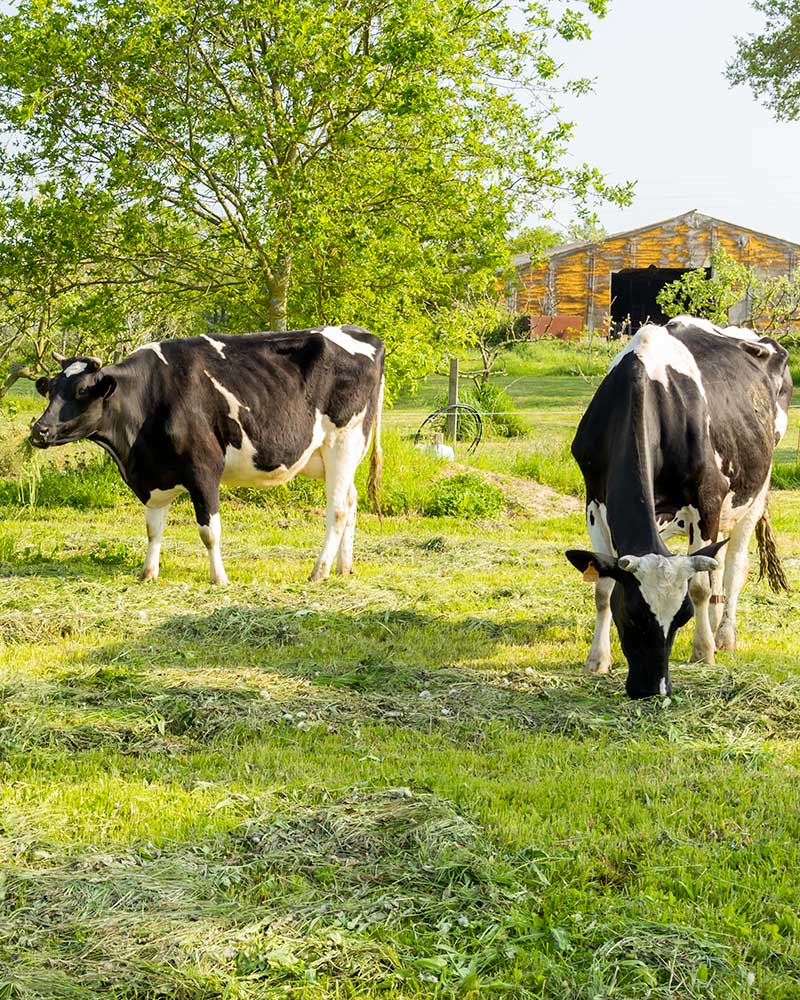 Philippe Jaunet, Bio Ribou Verdon, installé en 1996, en bio depuis 1998, vaches laitières, viande bovine, céréales meunières, légumes secs