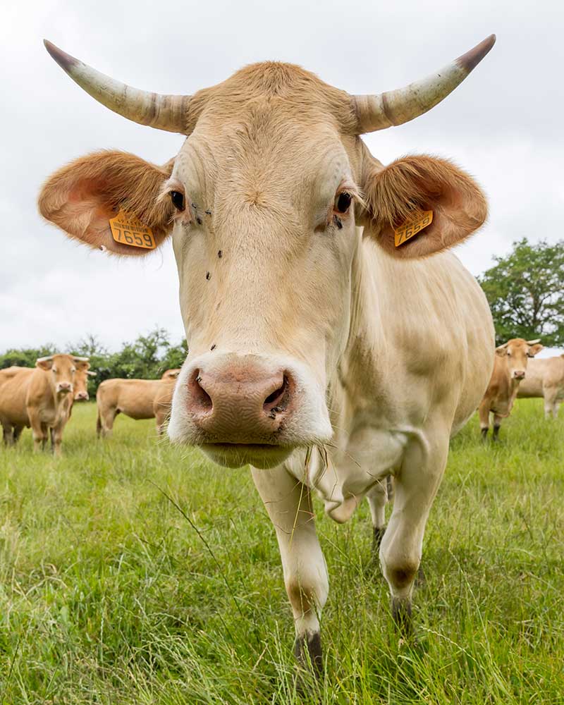 Stéphane Merlet, éleveur de bovins allaitants et de céréales meunières à Maulévrier (49) - Bio Ribou Verdon Stéphane Merlet, éleveur de bovins allaitants et de céréales meunières à Maulévrier (49) - Bio Ribou Verdon