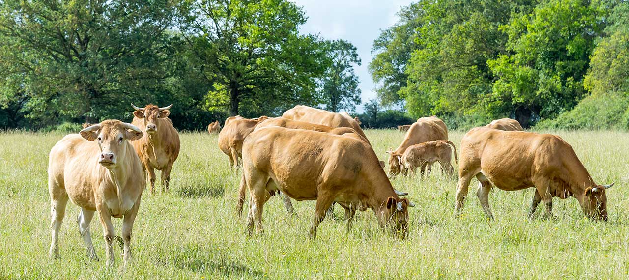 Stéphane Merlet, éleveur de bovins allaitants et de céréales meunières à Maulévrier (49) - Bio Ribou Verdon Stéphane Merlet, éleveur de bovins allaitants et de céréales meunières à Maulévrier (49) - Bio Ribou Verdon