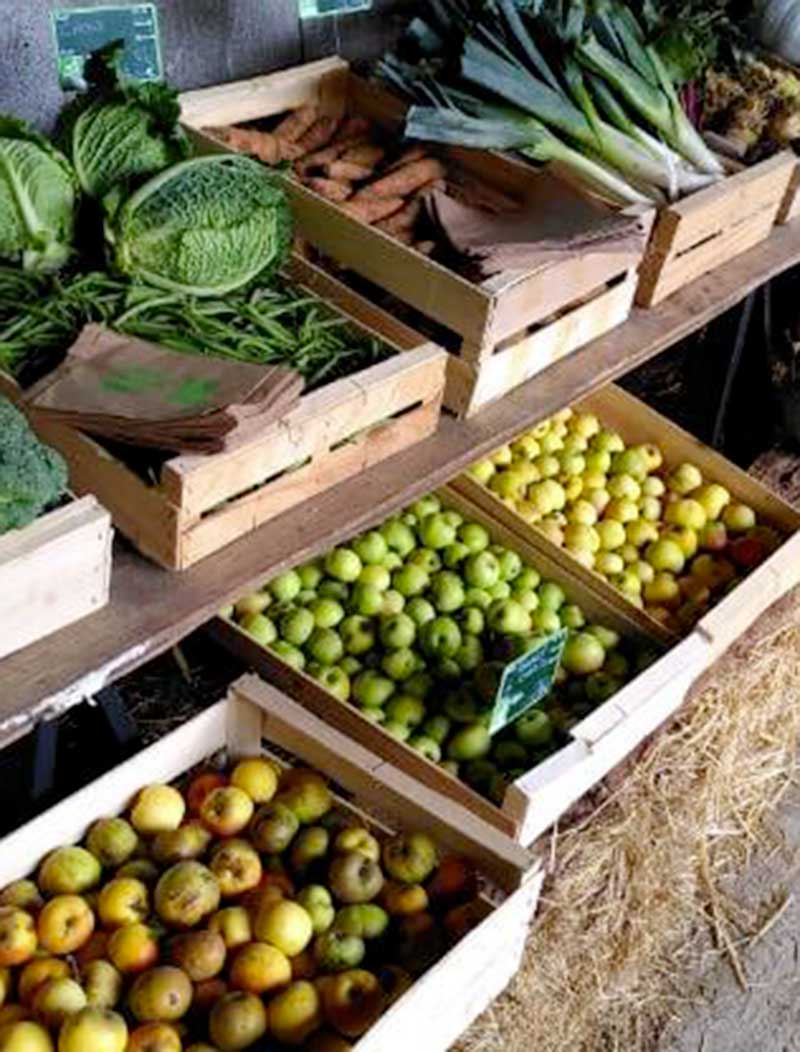 Lieux de vente Bio Ribou Verdon : étal de légumes